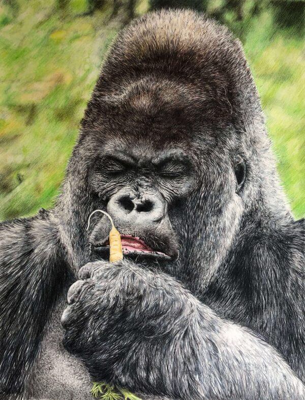 Nico the lowland gorilla full colour pencil crayon drawing