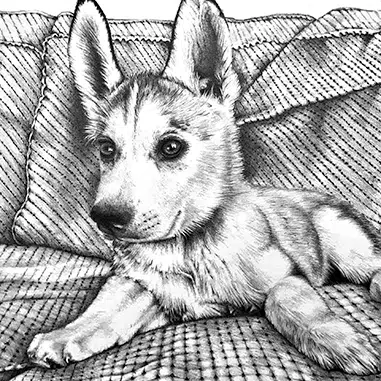 Pencil portrait of husky puppy